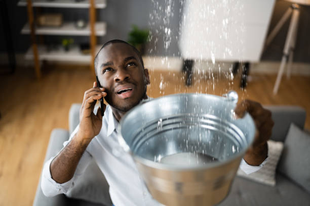 Best Mold removal after water damage  in Goulds, FL