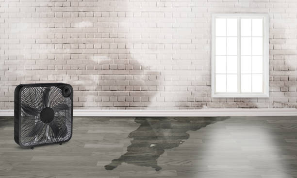 Best Ceiling water damage repair  in Goulds, FL